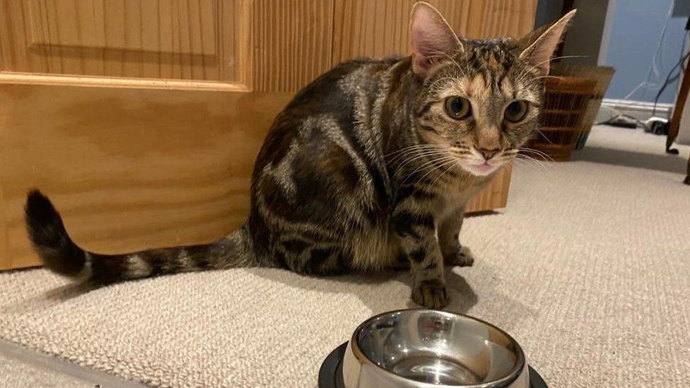 Cat with empty bowl