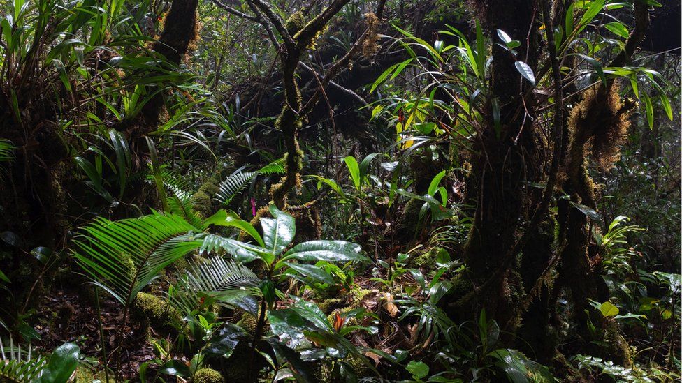 Habitat of Hylomys dorsalis, Mount Trus Madi, Sabah, Borneo, Malaysia, July 2016