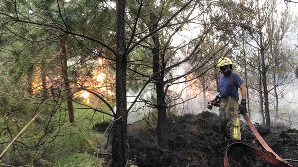 Ringwood Forest fire
