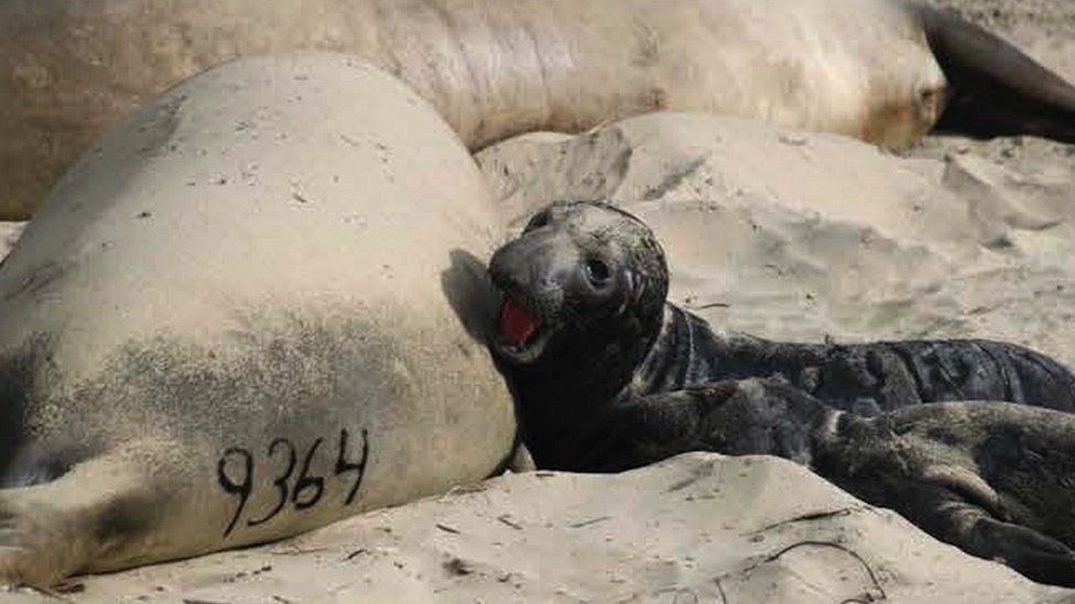 Dye-marked mother elephant seal and pup