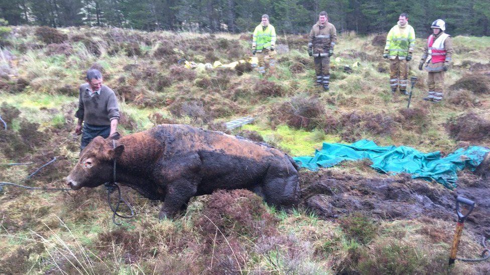 Firefighters free one-tonne bull stuck in bog on Skye - BBC News Firefighters free one-tonne bull stuck in bog on Skye - BBC News