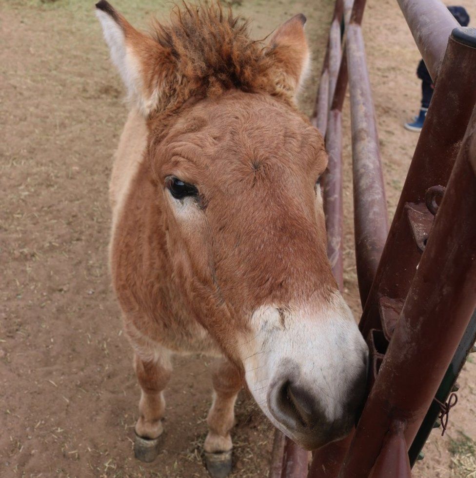 Kurt, the cloned Przewalski's horse