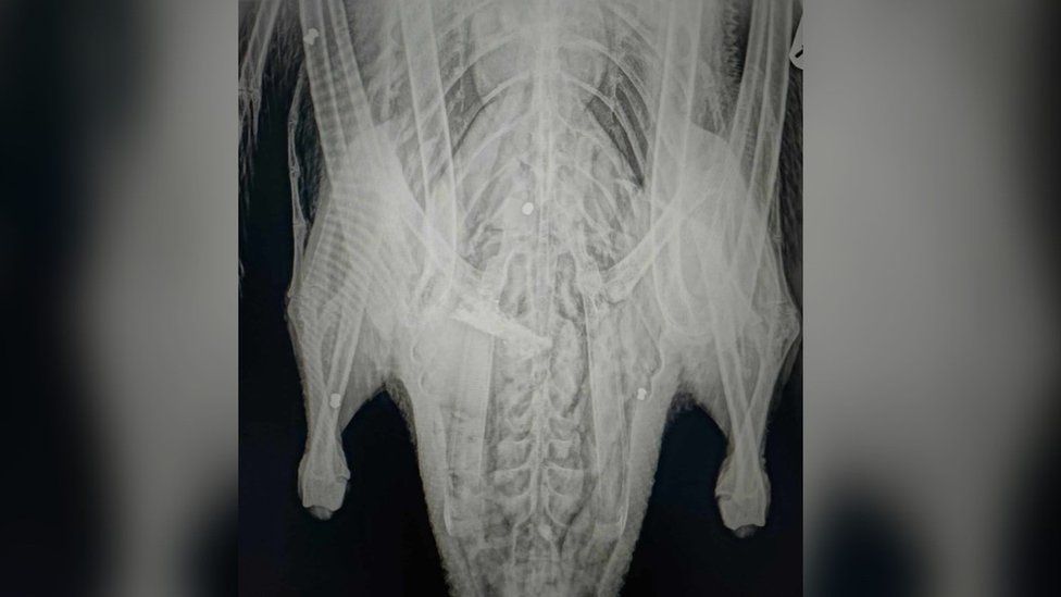 The swan's X-Ray