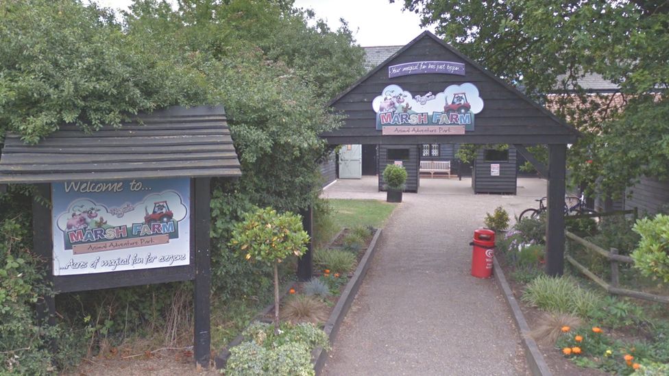 Marsh Farm staff 'devastated' after chicken eggs smashed on floor BBC News