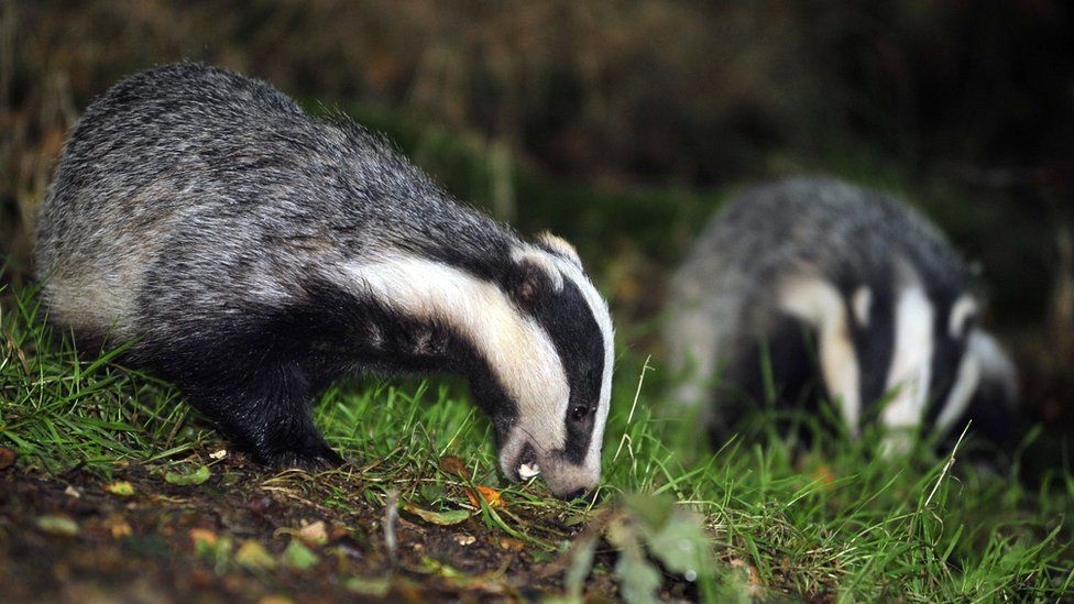 Somerset badger cull Policing cost half million pounds BBC News