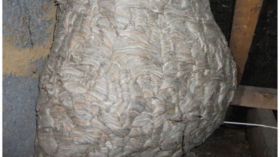 An enormous wasp nest in an attic