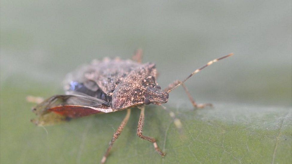 Brown marmorated stink bug