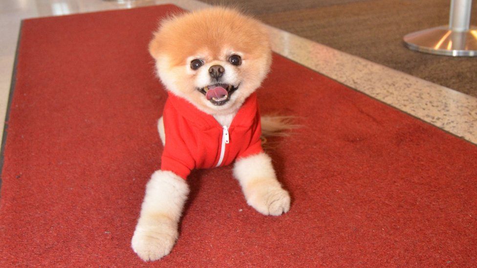 Boo the Pomeranian dead: 'World's Cutest Dog' dies of 'broken heart' -  Mirror Online