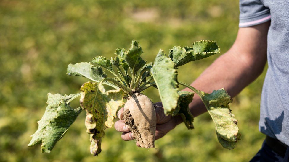 Sugar beet affected by the yellowing disease spread by aphids