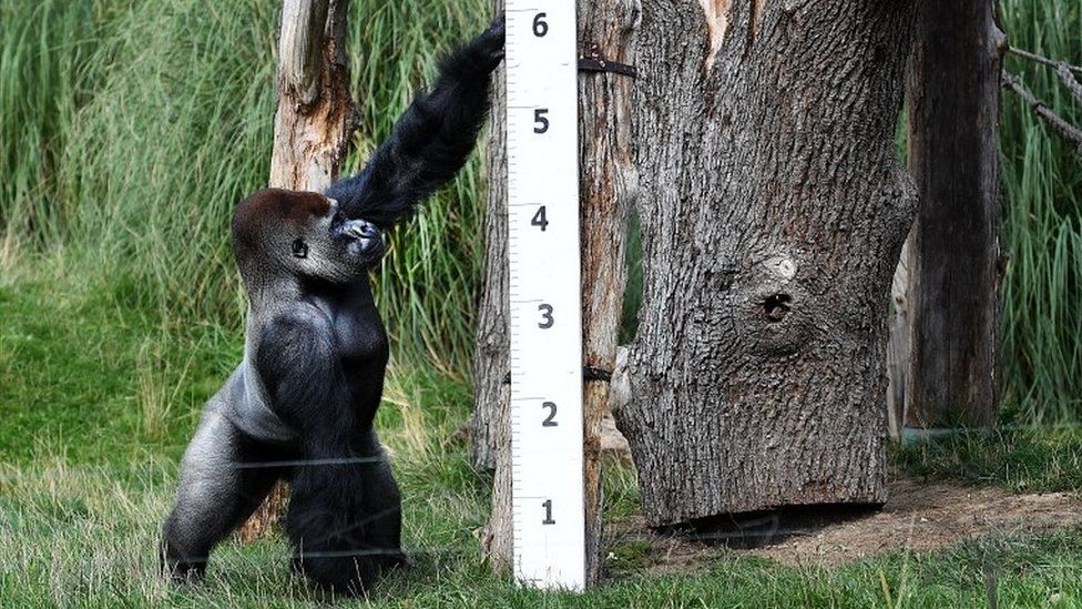 Kumbuk the gorilla beside tape measure