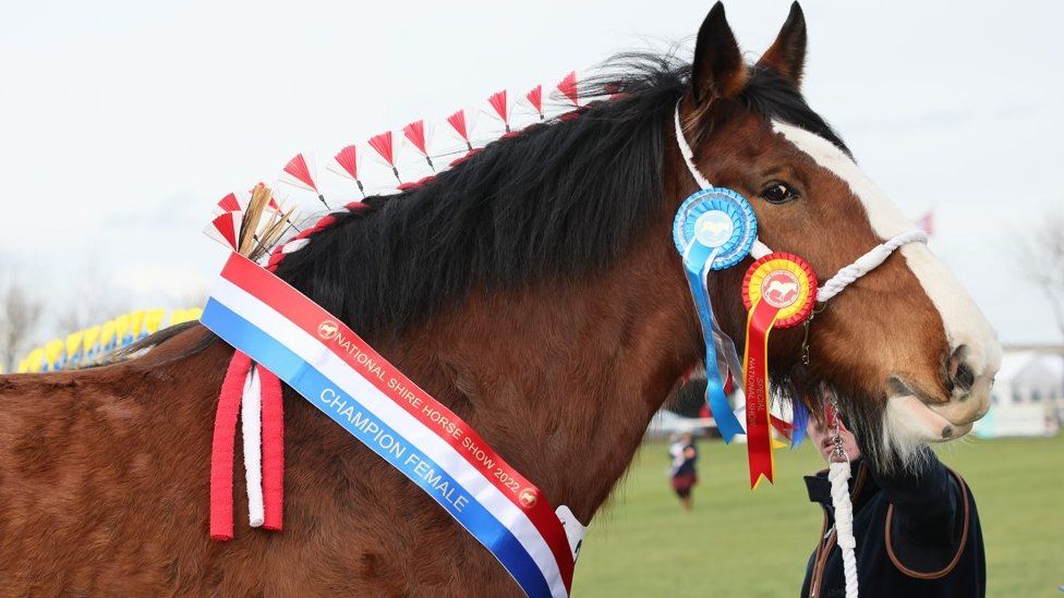 National Shire Horse Show to return to county BBC News