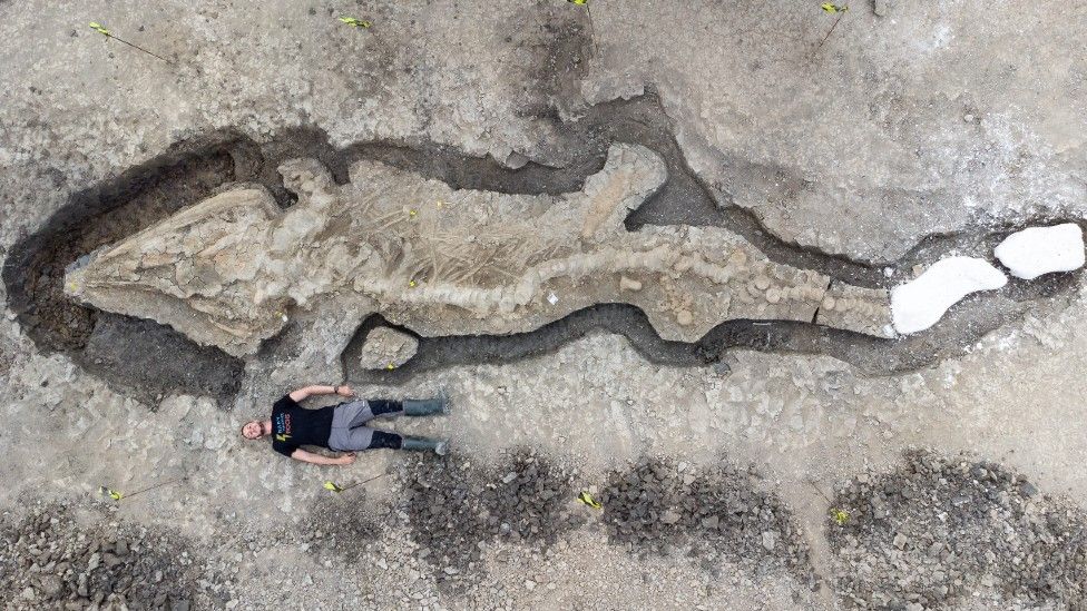 Jurassic crocodile jaw discovered at Rutland Water Nature Reserve - BBC News