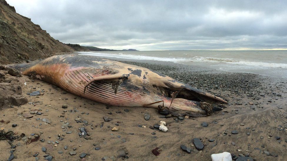 Minke Whale carcass
