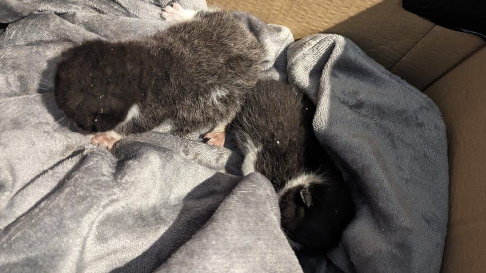 Two rescued kittens in Northampton