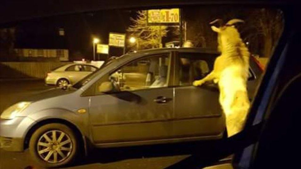 The goat got up on its hind legs and jumped on cars outside the shop