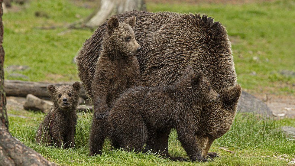 A bear and three cubs in Finland