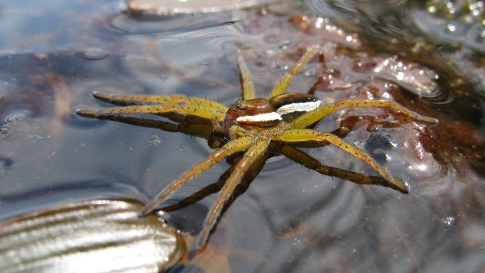 Raft spider on the water