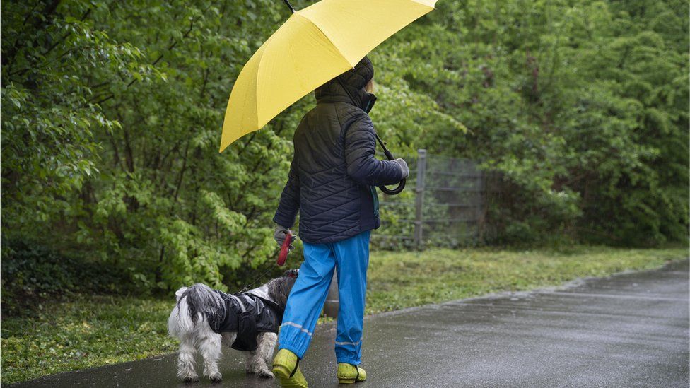 dog walker in rain with yellow umbrella