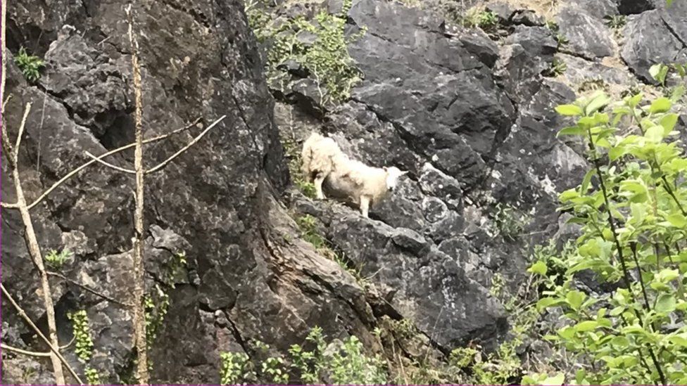 Sheep on a ledge