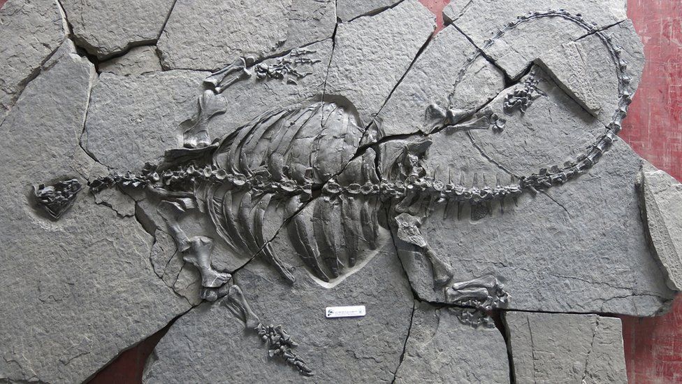 The Triassic turtle fossil found in China