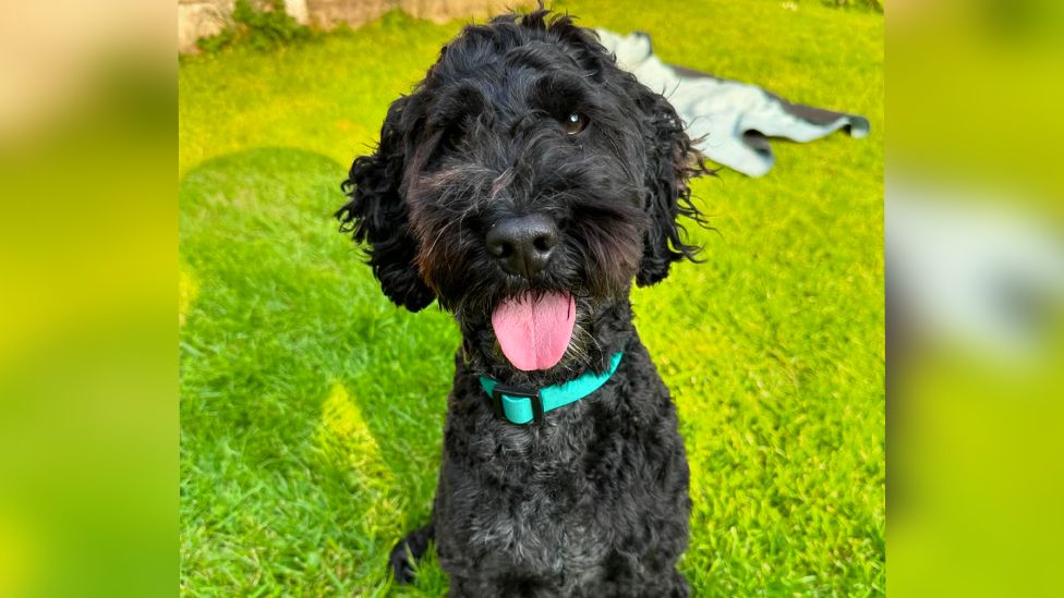 A black cocker spaniel crossed with poodle dog
