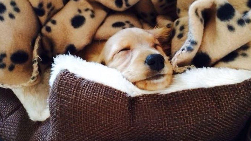 stuffed cavapoo