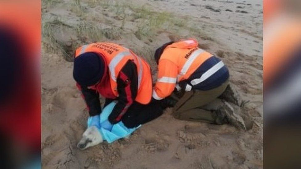 BDMLR volunteers treat an exhausted seal pup