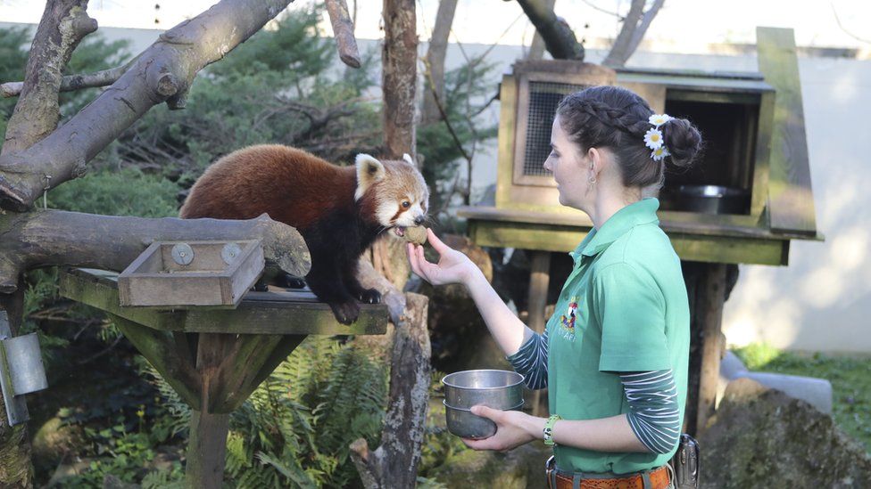 zoo keeper feeding animals