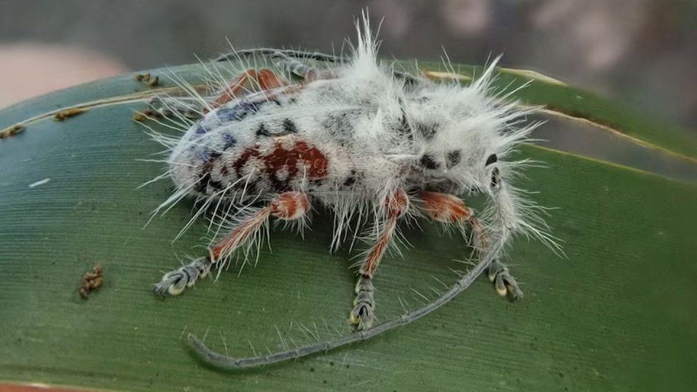 The newly discovered bug on a leaf