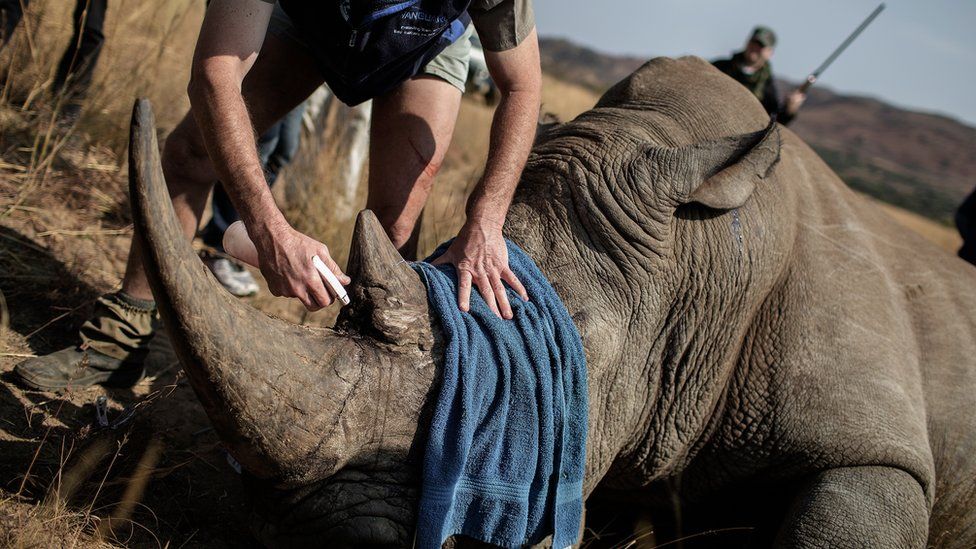 Vet prepares to microchip sedated Rhino at the Pilanesberg National Park, South Africa. Sept 2016