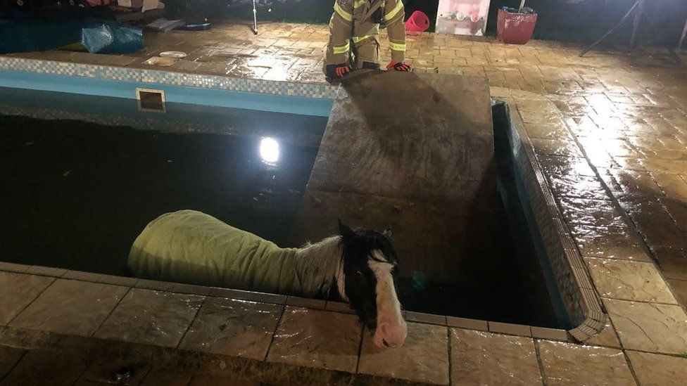 A pony being rescued from a pool