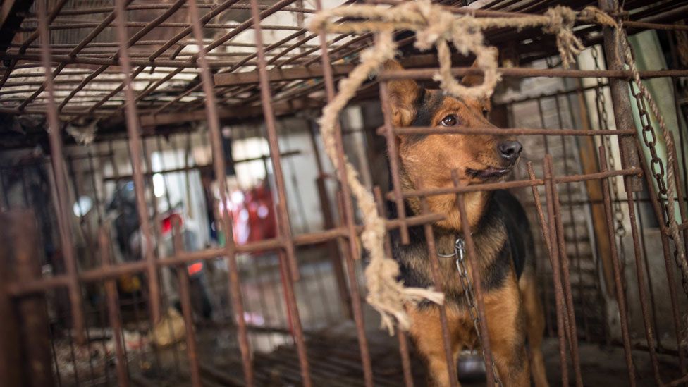 Dog meat ban: MPs call for UK to follow the US in outlawing the ...