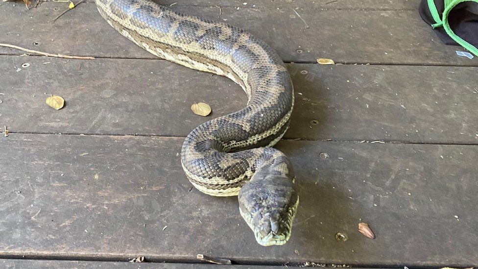 A snake crawls outside the house
