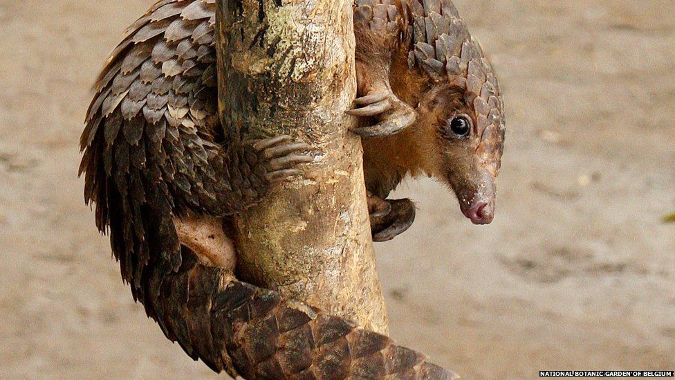 African white-bellied pangolin