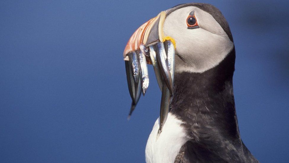 Puffin with eels
