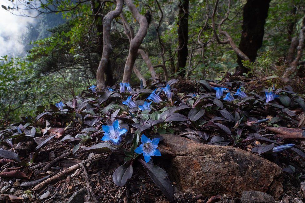 Flor azul na floresta Chegada da primavera foto premiada concurso de fotografia Garden Photographer Reino Unido 
