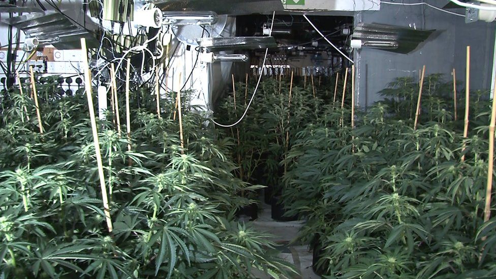Cannabis farm worth £5m found in Manchester - BBC News