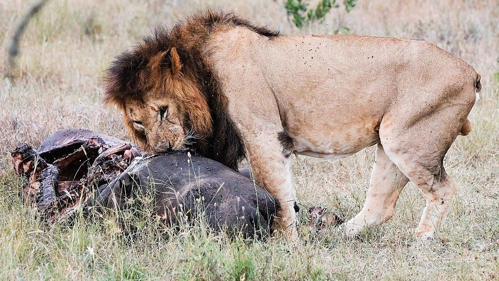 A lion feasts on the carcass of a rhinoceros in Kenya