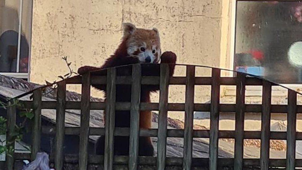 Red panda escapes Newquay Zoo for a wander around town - BBC Newsround