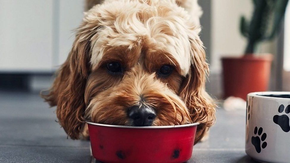 A dog eating from its bowl