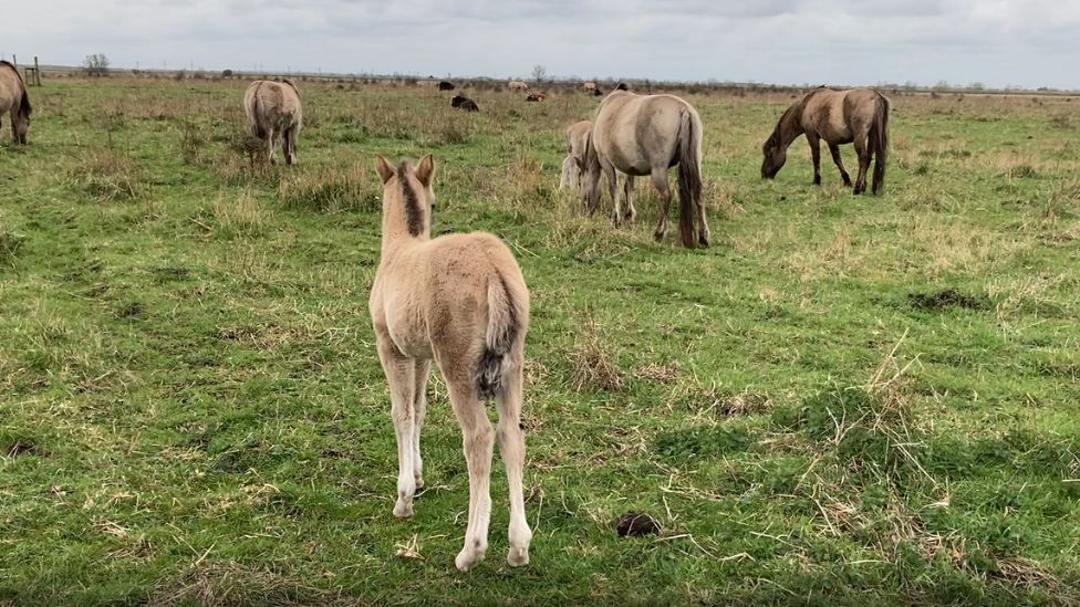 A foal standing in a field with other horse