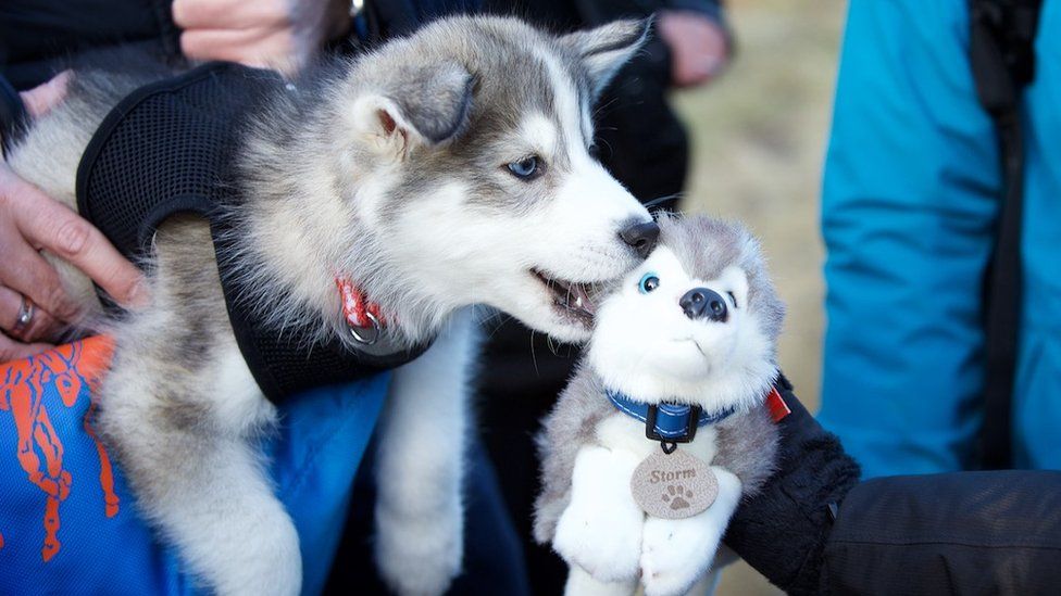 Annual sled dog rally held in Aviemore - BBC News