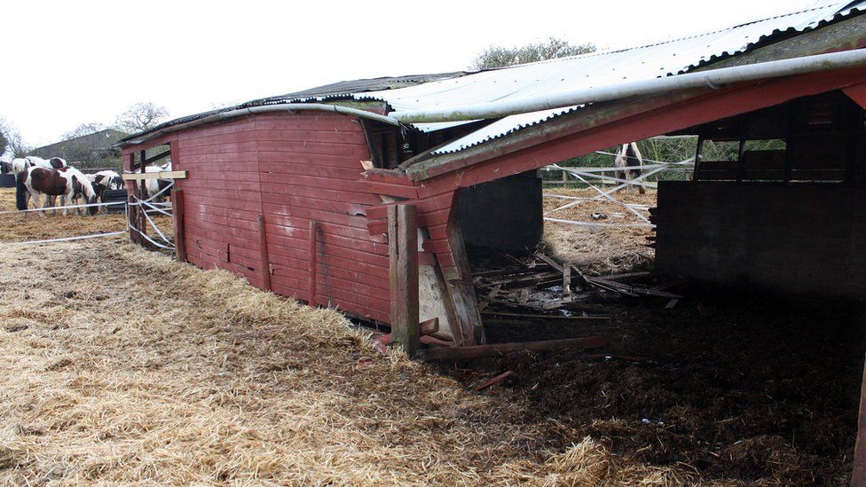 Collapsed pony shelter