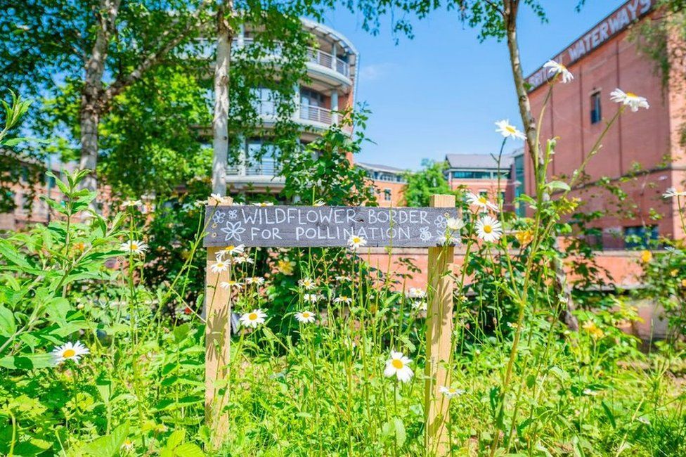 Wildflower border