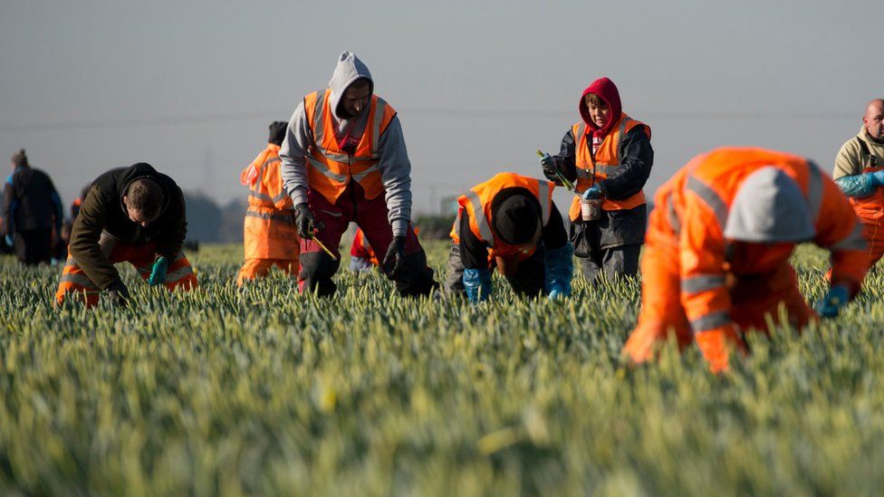 Migrant workers in field