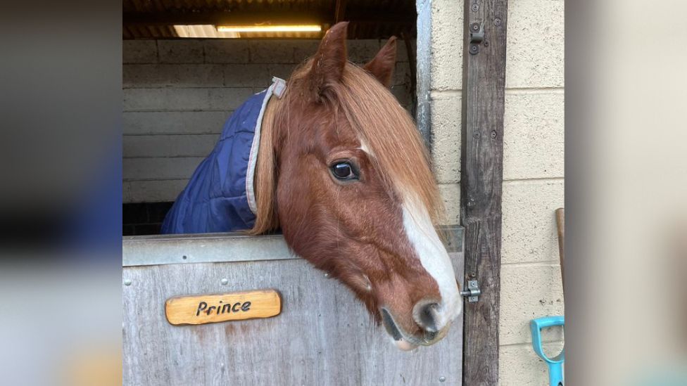 Prince the horse