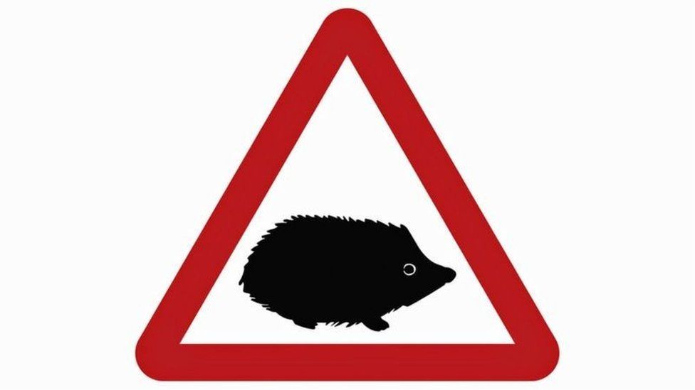 Hedgehog Road Deaths In Uk As High As 335 000 Bbc News
