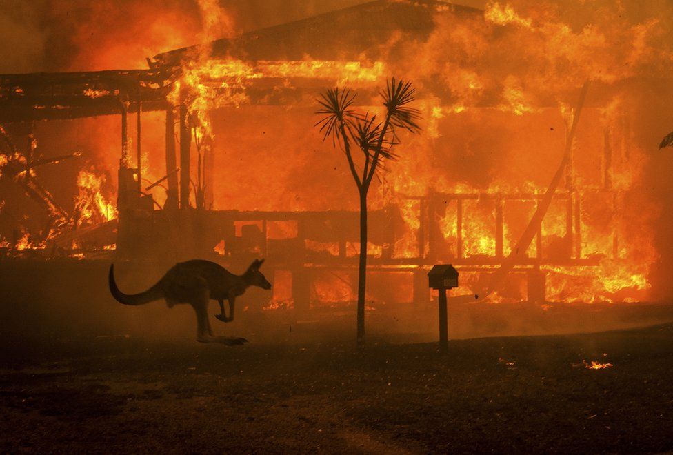 A kangaroo rushes past a burning house