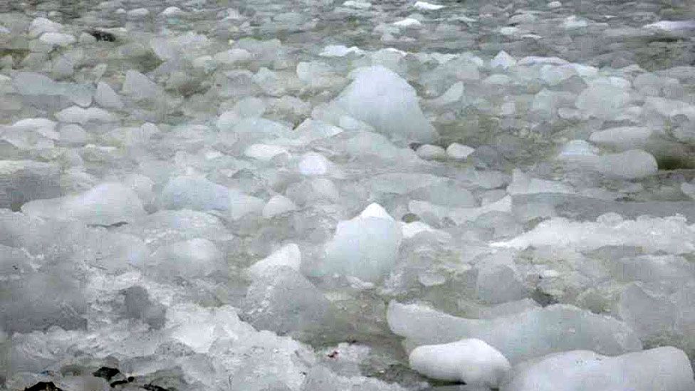 El hielo choca contra las playas pedregosas en medio de algas blancas y cuerpos de pingüinos.