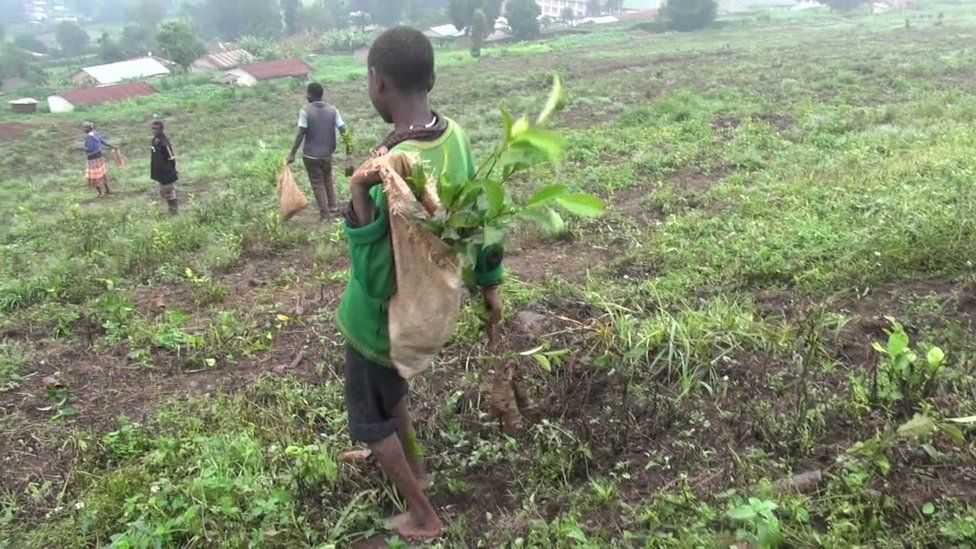 tea plantation young pickers